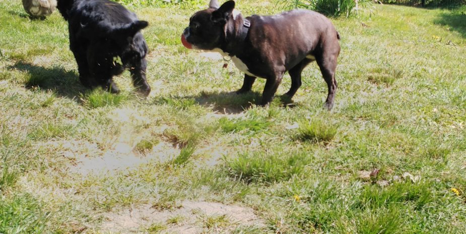 Jeux entre chiens chez Babine Pension. La pension canine et féline située en campagne à quelques kms de Limoges